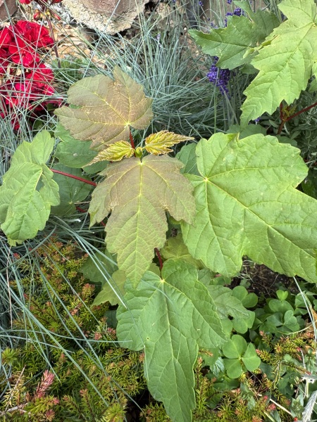Are these maple/acer?!
