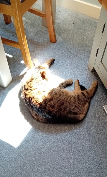 Roond and roond and up and doon - the Excellent Cats roam aboot