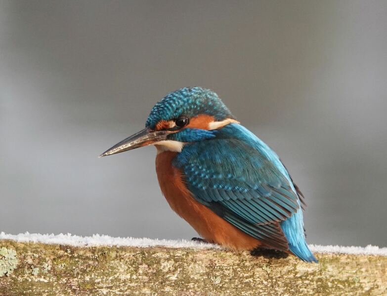 Do we have a Wildlife/Nature/Conservation topic?