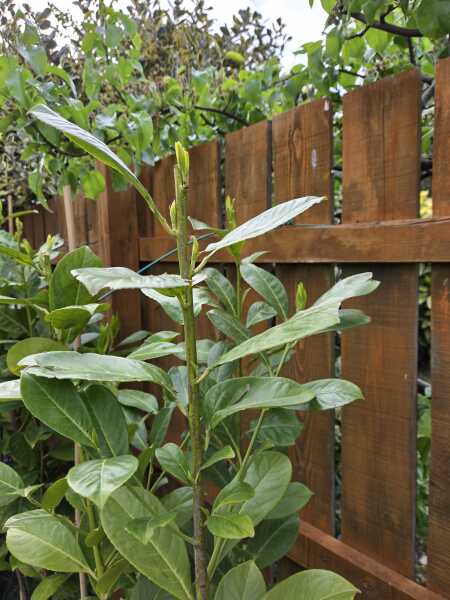 New Laurel Hedge Issues - Help Please!!