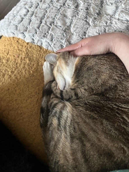 Roond and roond and up and doon - the Excellent Cats roam aboot