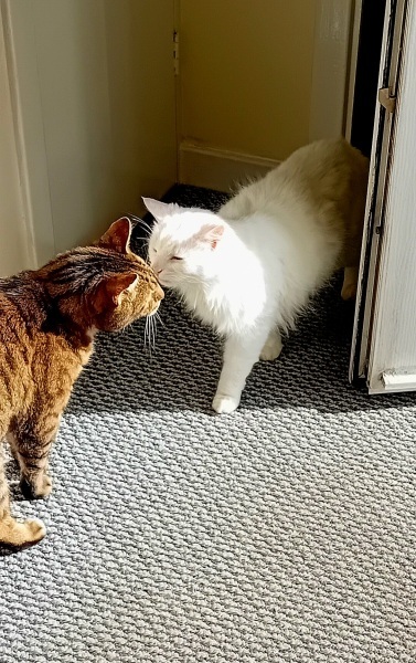 Roond and roond and up and doon - the Excellent Cats roam aboot