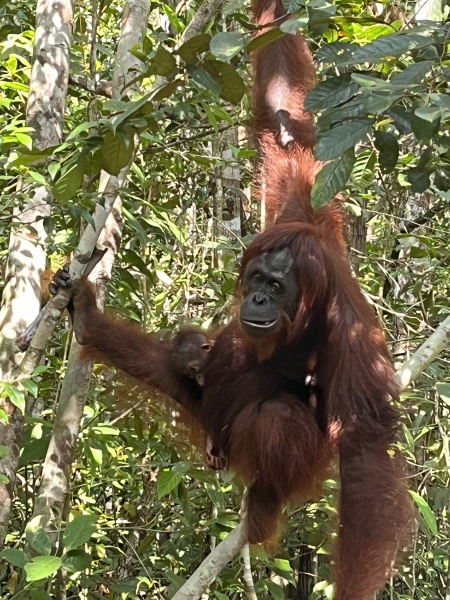 Tell me about your Borneo trips