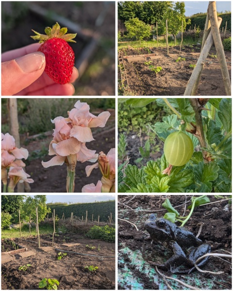 The Vegetable Patch 2024/2025