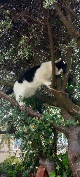 Roond and roond and up and doon - the Excellent Cats roam aboot