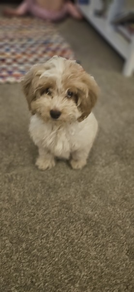 What shall I name my new puppy?