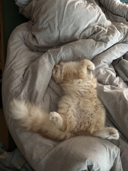 How often does your cat get stood on?