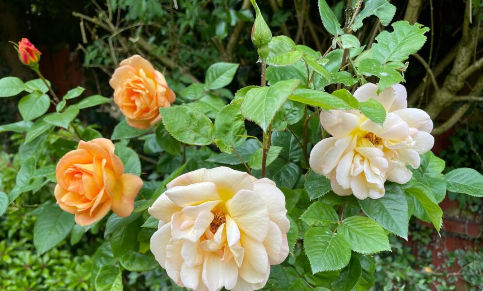 Which rose has bloomed first in your garden?