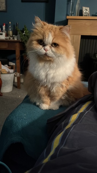 Thread 23 Starmer - Reflux Remedy