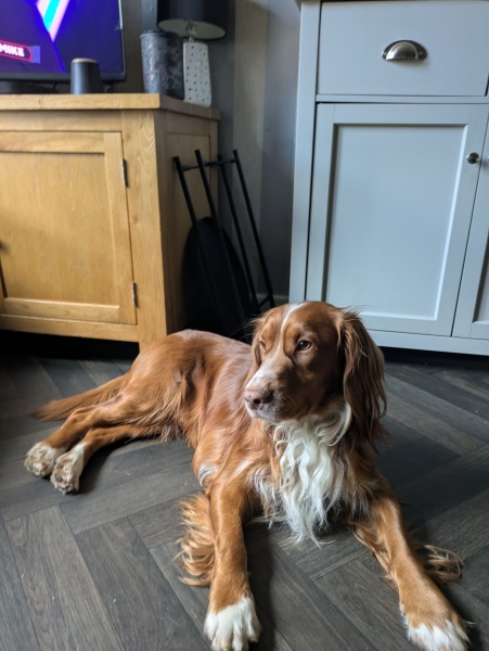 Dog walking belts - recommendations?