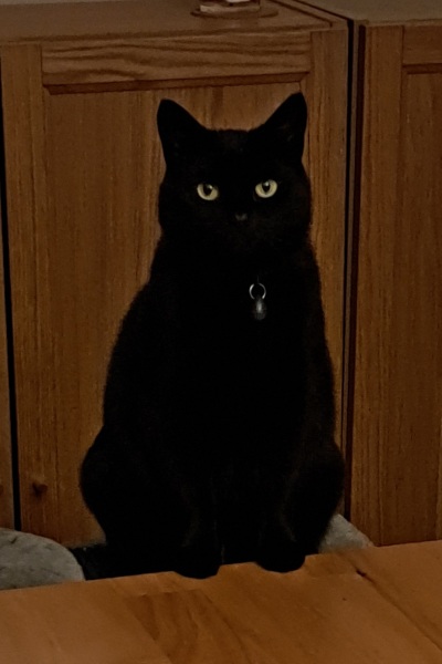 The Bluestocking Women's Pub, where brains can exist in a single state