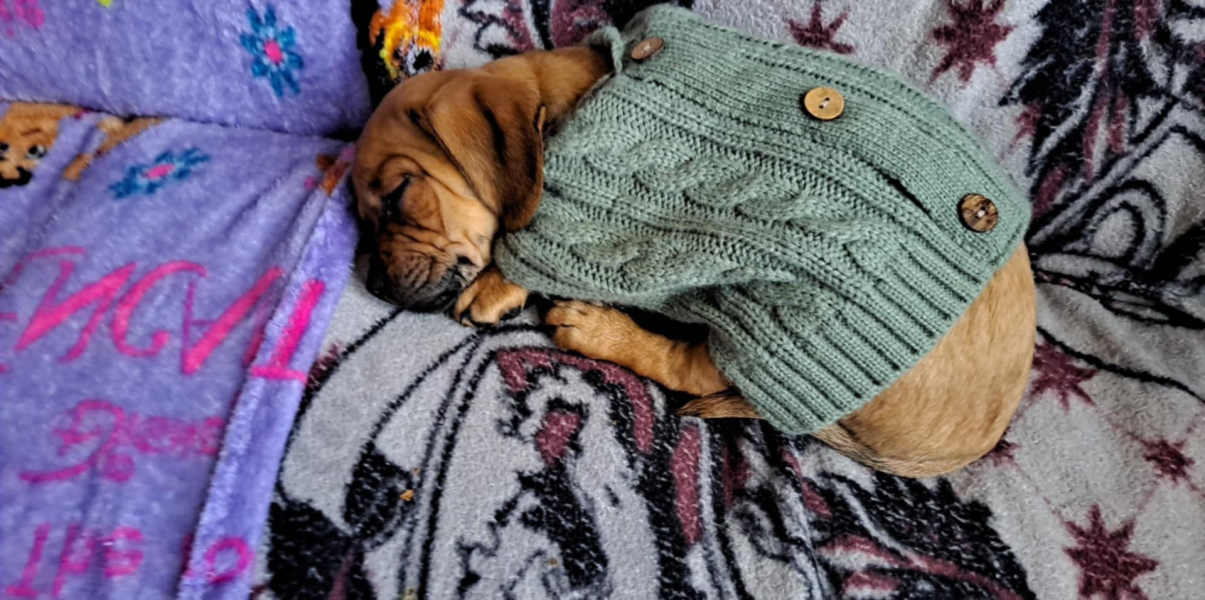 Shameless puppy pic post - please admire my gorgeous boy