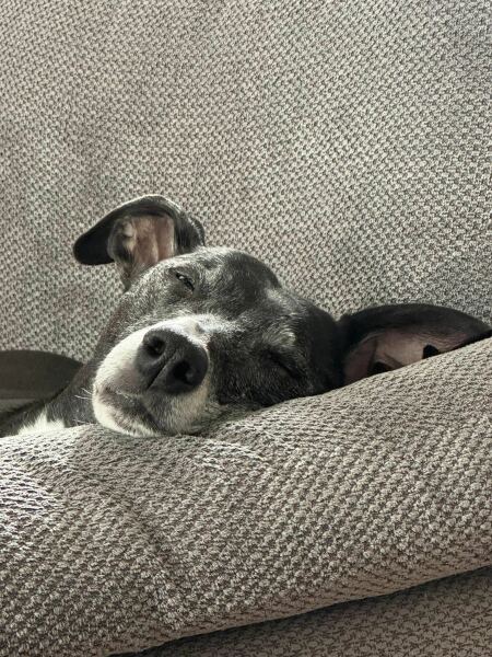 Nightmares about new dog