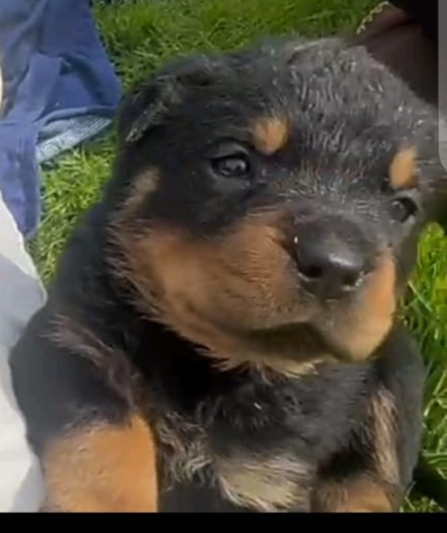 When to get a new dog?