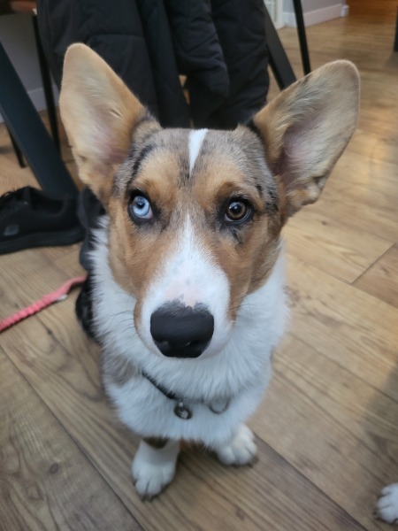 Think my dog has a lazy eye