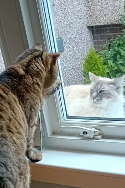 Roond and roond and up and doon - the Excellent Cats roam aboot