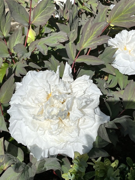 Thread 24 Starmer -Casting the net wider