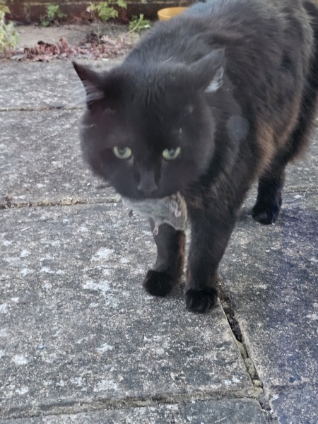 Roond and roond and up and doon - the Excellent Cats roam aboot