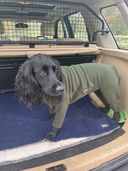 Adolescent Dog Survival Thread - for teenage dirtbags