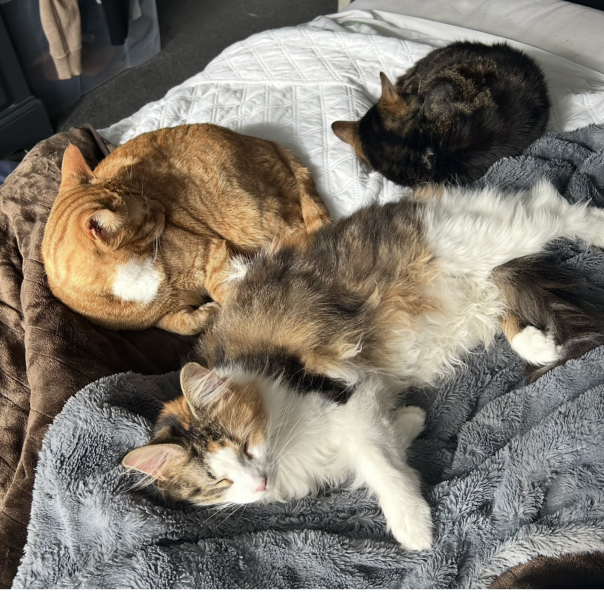 CATS!
