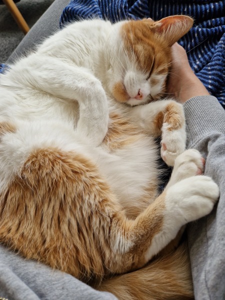 Hymns in Minor Keys & the Russian Easter Overture - the Excellent Cats ignore Culture.....