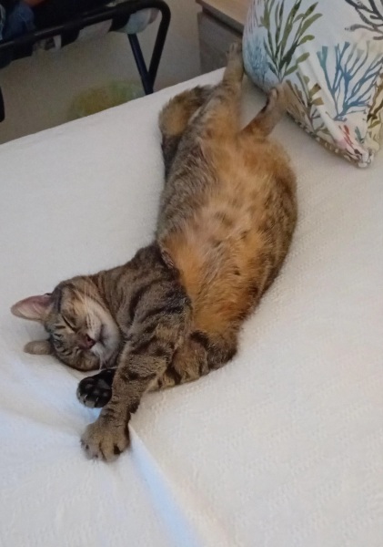 Roond and roond and up and doon - the Excellent Cats roam aboot