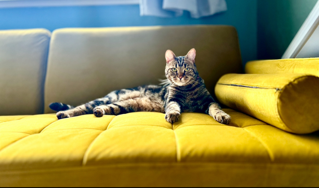 CATS!