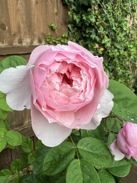 Which rose has bloomed first in your garden?