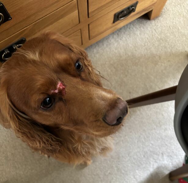Safety concern at private dog field