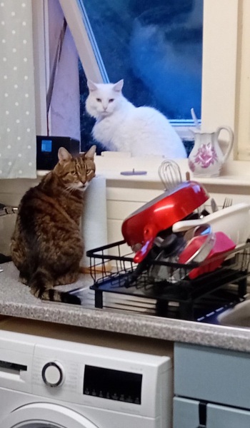 Roond and roond and up and doon - the Excellent Cats roam aboot