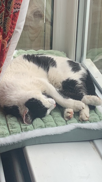 Taking on a 16 year old cat.