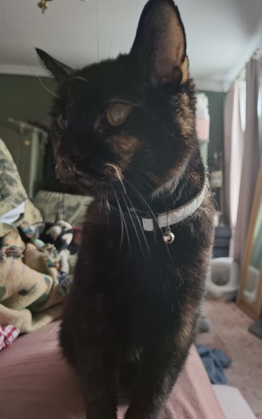 Picking up our cat that's been 'missing' for years