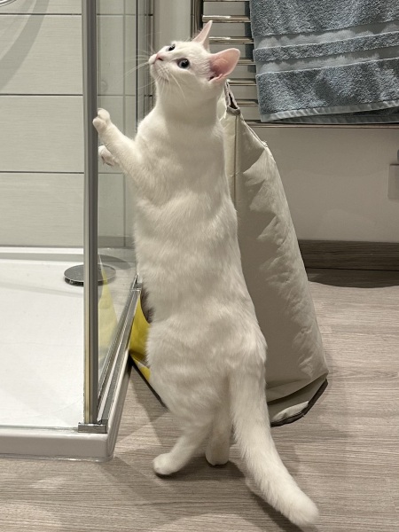 Roond and roond and up and doon - the Excellent Cats roam aboot