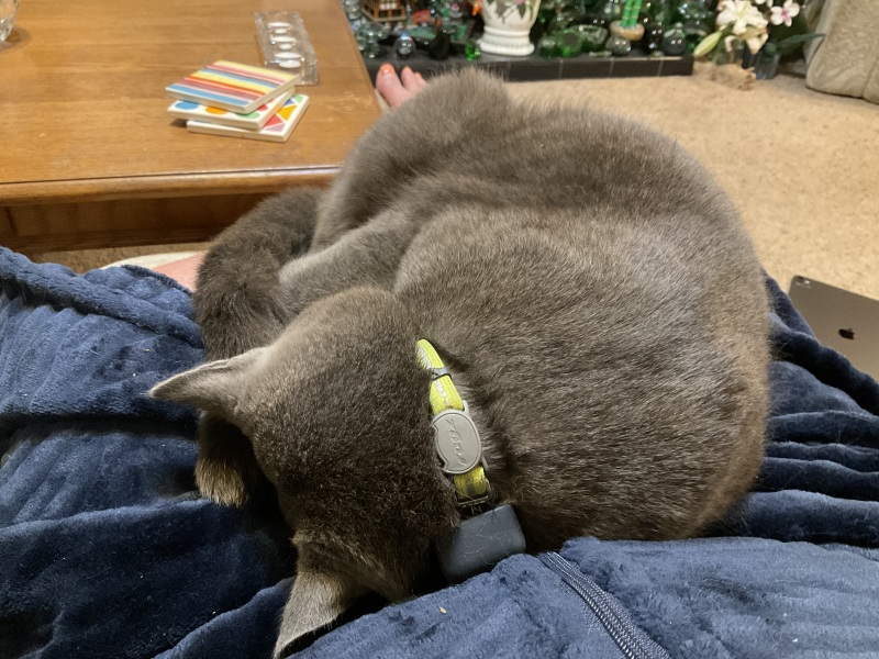 Roond and roond and up and doon - the Excellent Cats roam aboot