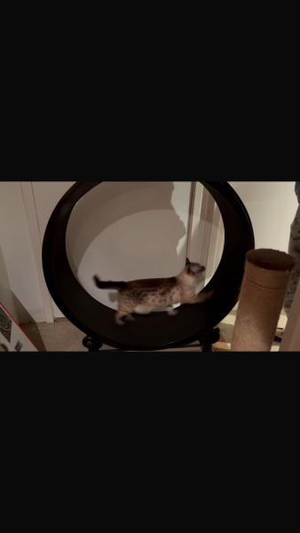 Cat wheels?