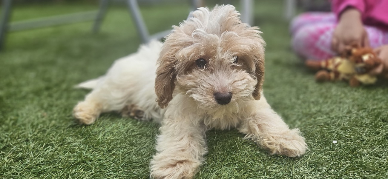 What shall I name my new puppy?