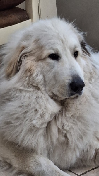 Adolescent Dog Survival Thread - for teenage dirtbags