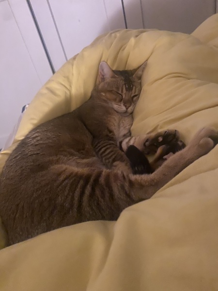 How exhausted are your cats today?