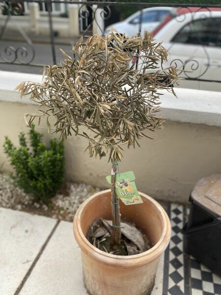 Olive tree