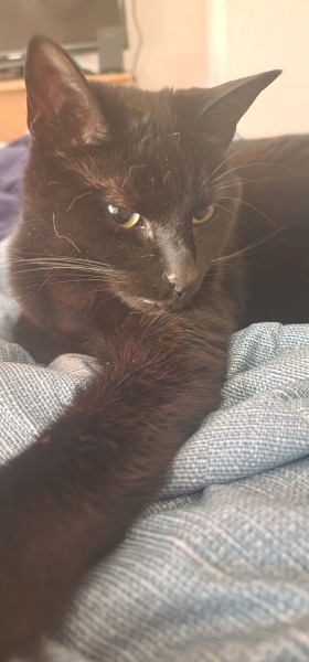 Thread 23 Starmer - Reflux Remedy