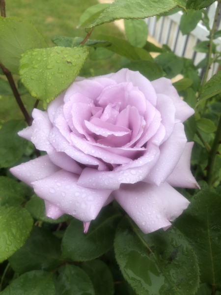 Which do you prefer scented or unscented ?
