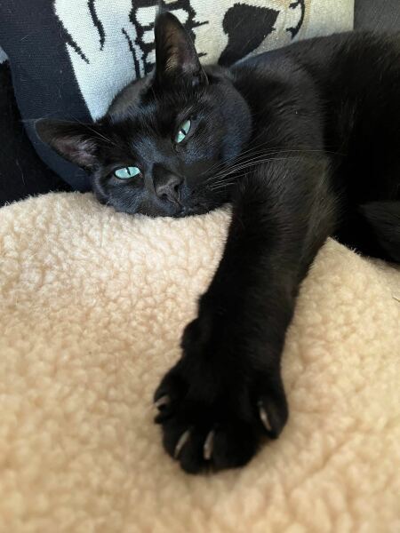 CATS!