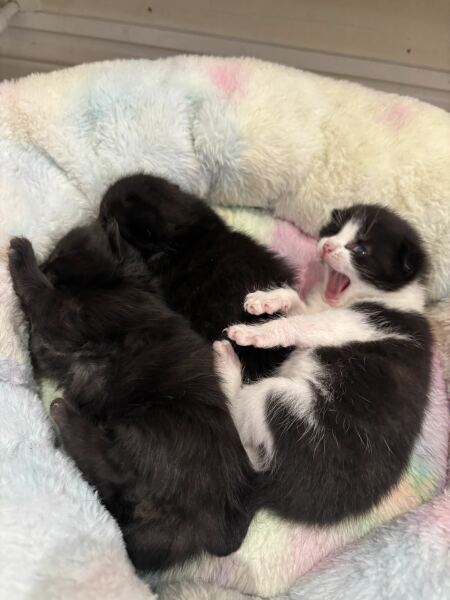 Fostering a mum and 3 tiny kittens