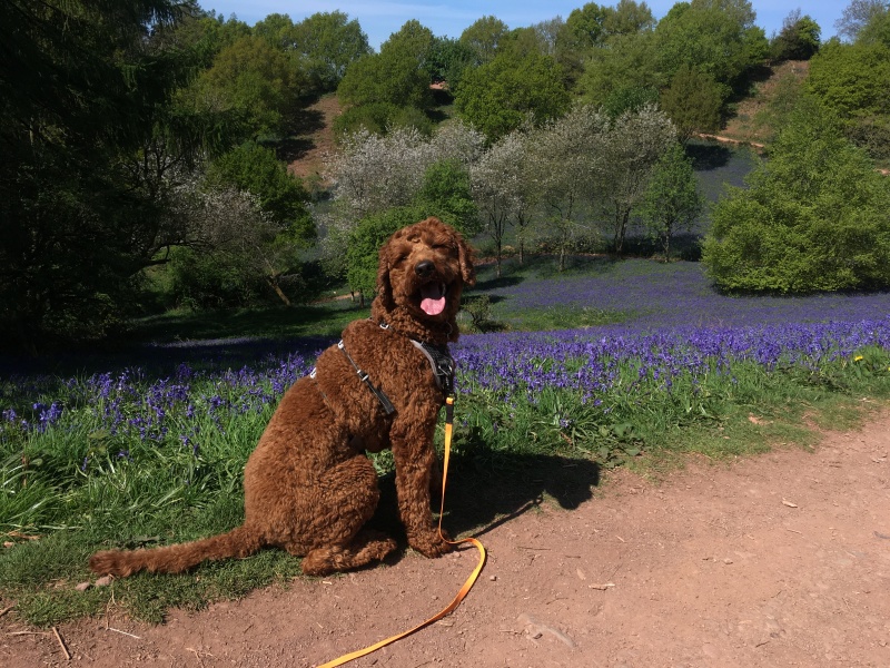 Adolescent Dog Survival Thread - get teenage licks right through the night!