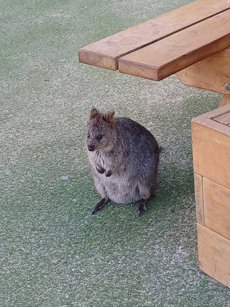 The Bluestocking Women’s Pub - The Return of Salad and the Lion