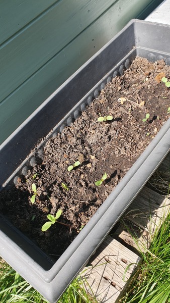 Can I sow sunflower seeds in my lawn?