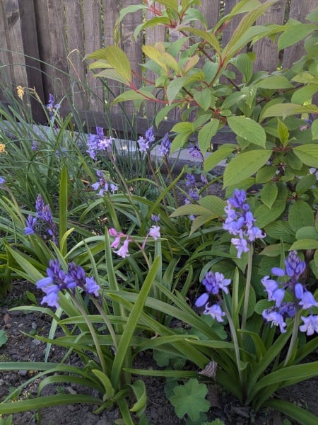 Thread 23 Starmer - Reflux Remedy