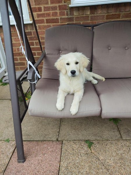 Shameless puppy pic post - please admire my gorgeous boy
