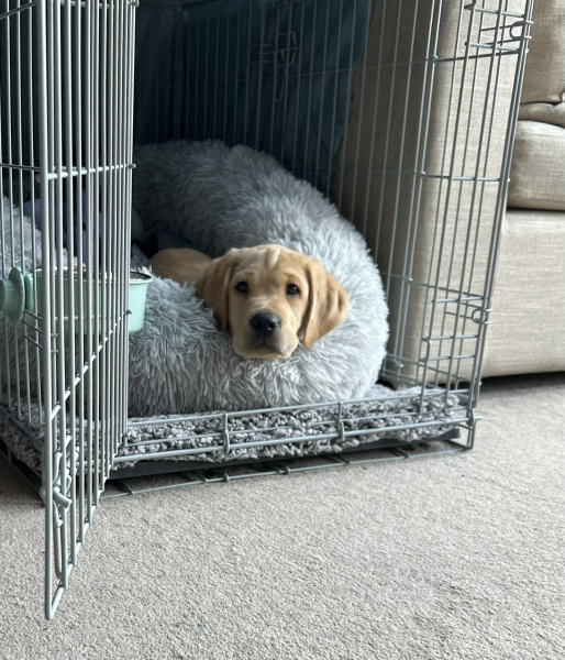 New puppy - to crate or not? and overnight location