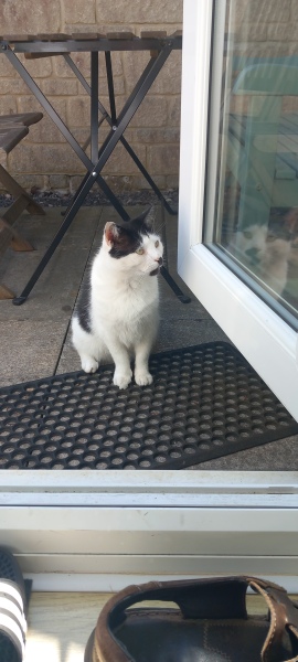 Roond and roond and up and doon - the Excellent Cats roam aboot